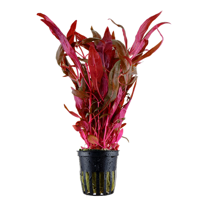 Alternanthera Reineckii' Pink'