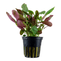 Lobelia cardinalis